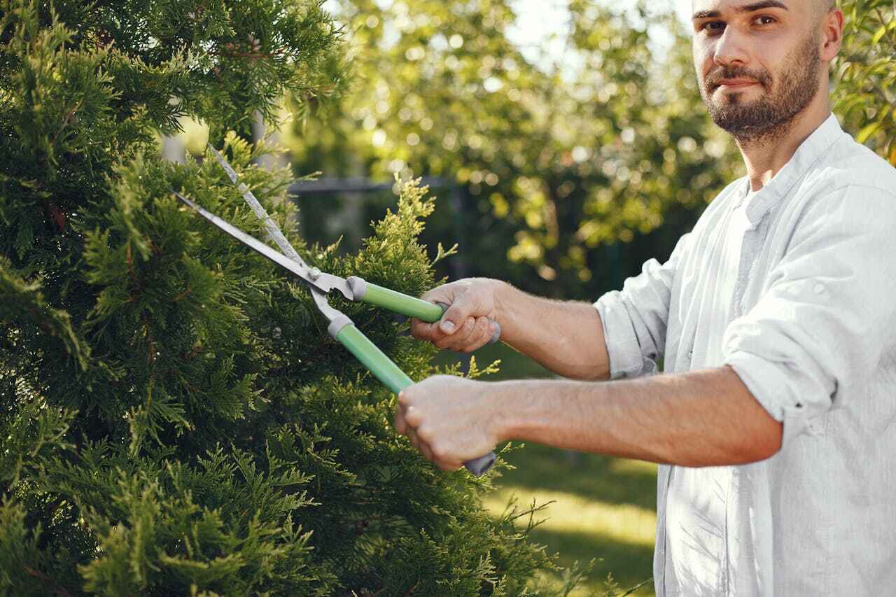 Best Tree Branch Trimming  in USA